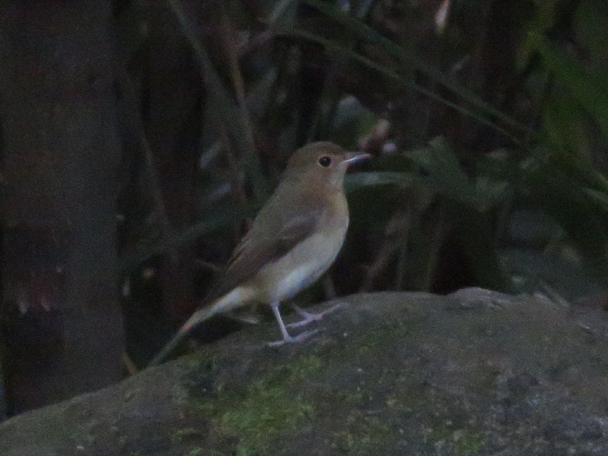 Narcissus Flycatcher - ML643745482