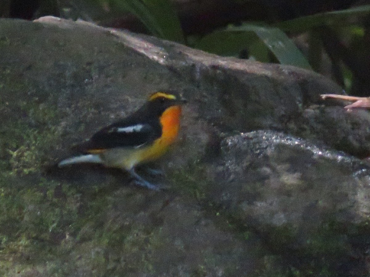 Narcissus Flycatcher - ML643745488