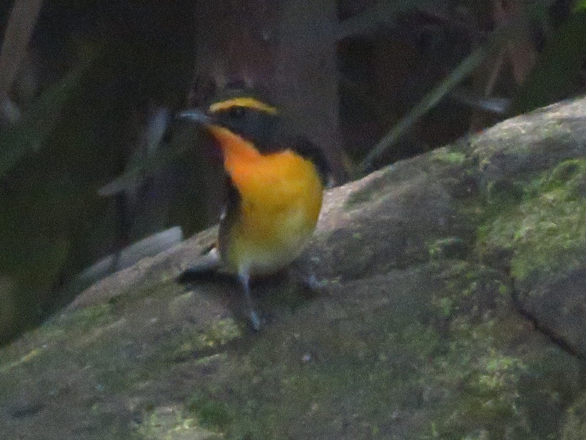 Narcissus Flycatcher - ML643745489