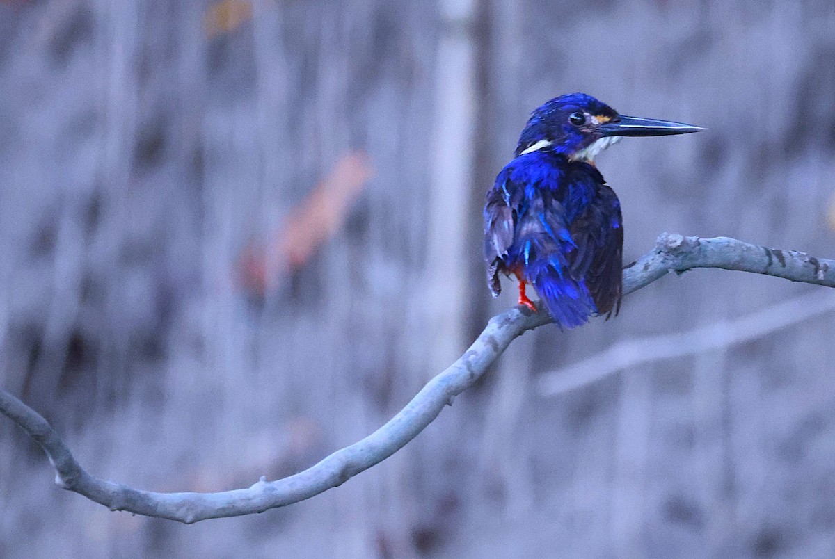 Azure Kingfisher - ML643745490