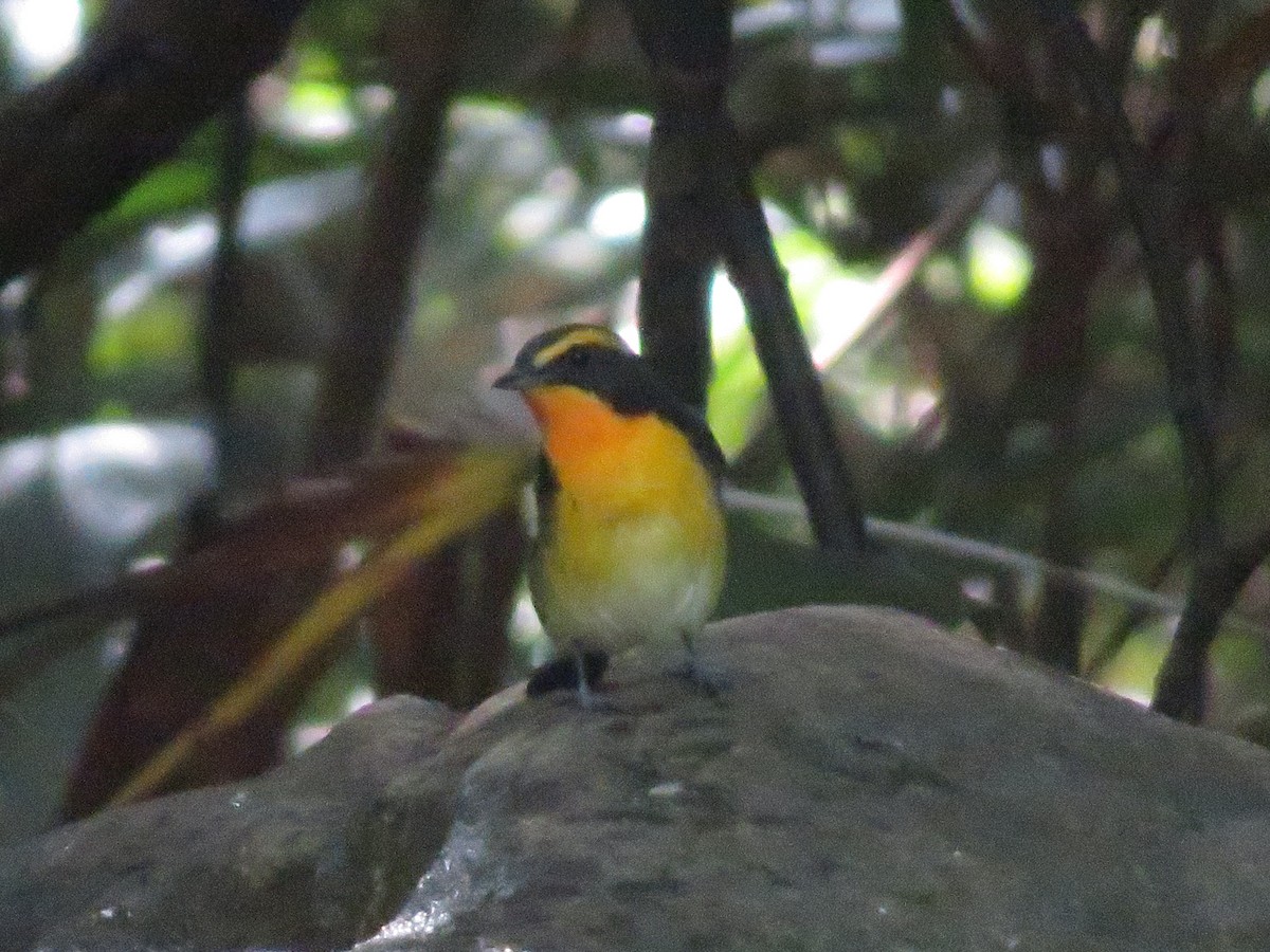 Narcissus Flycatcher - ML643745492