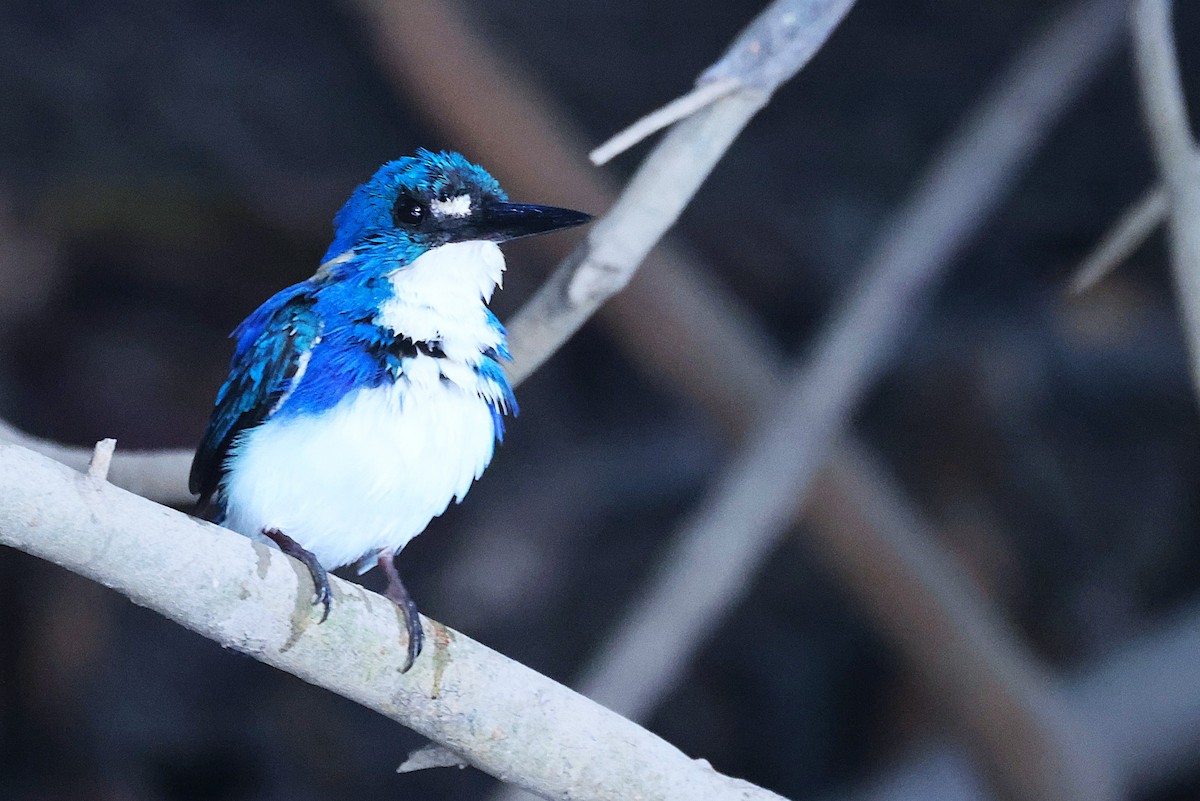 Little Kingfisher - ML643745494