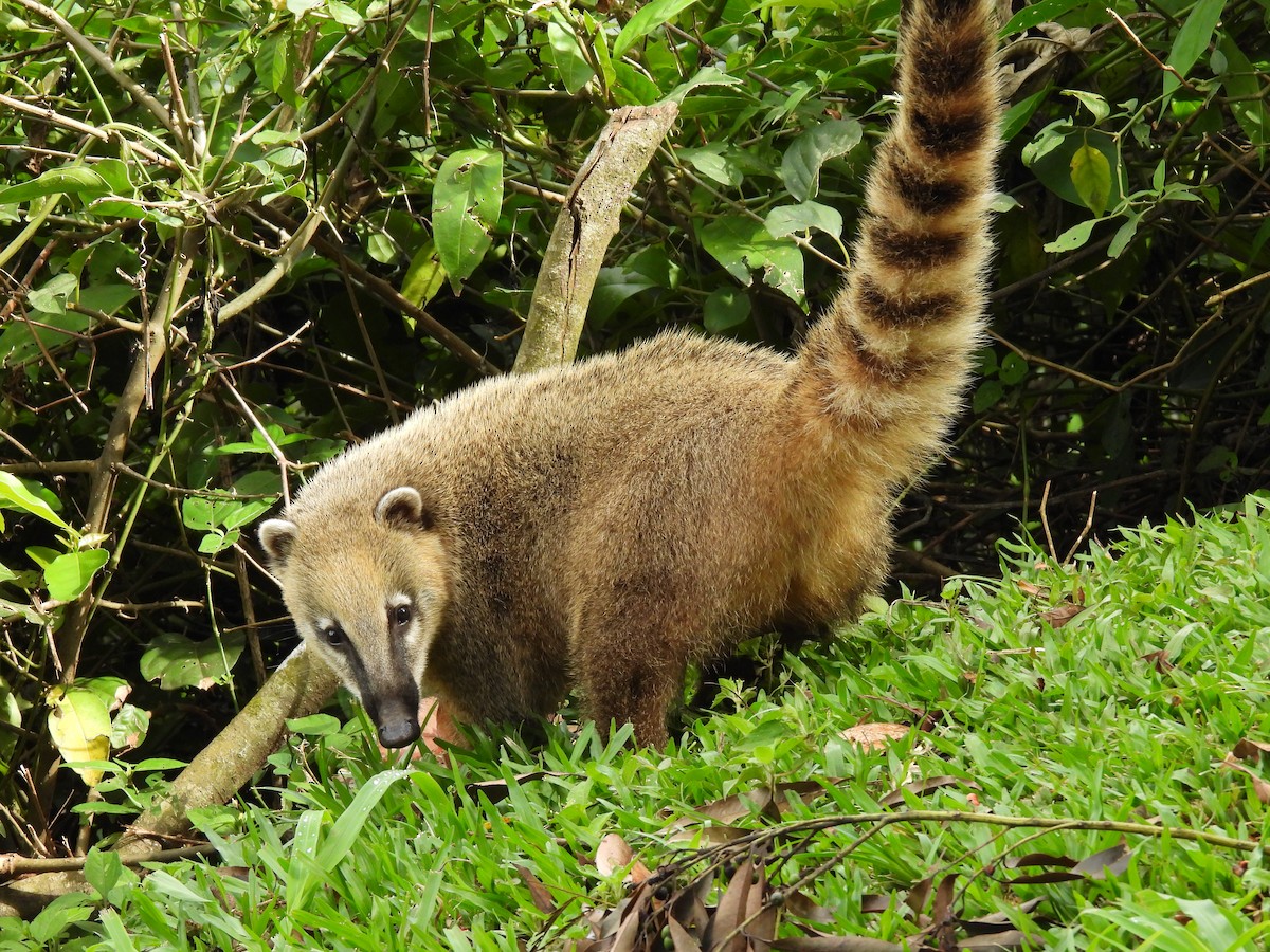 South American Coati - ML643745495