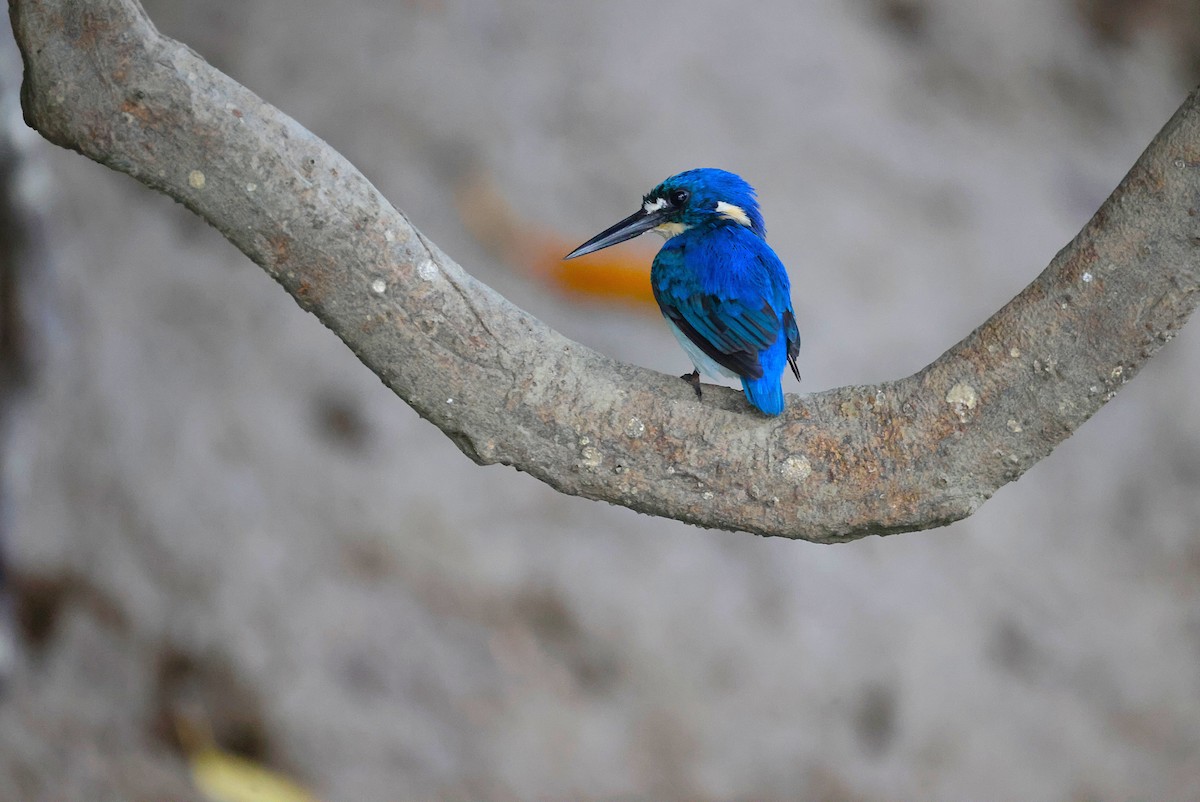 Little Kingfisher - ML643745497