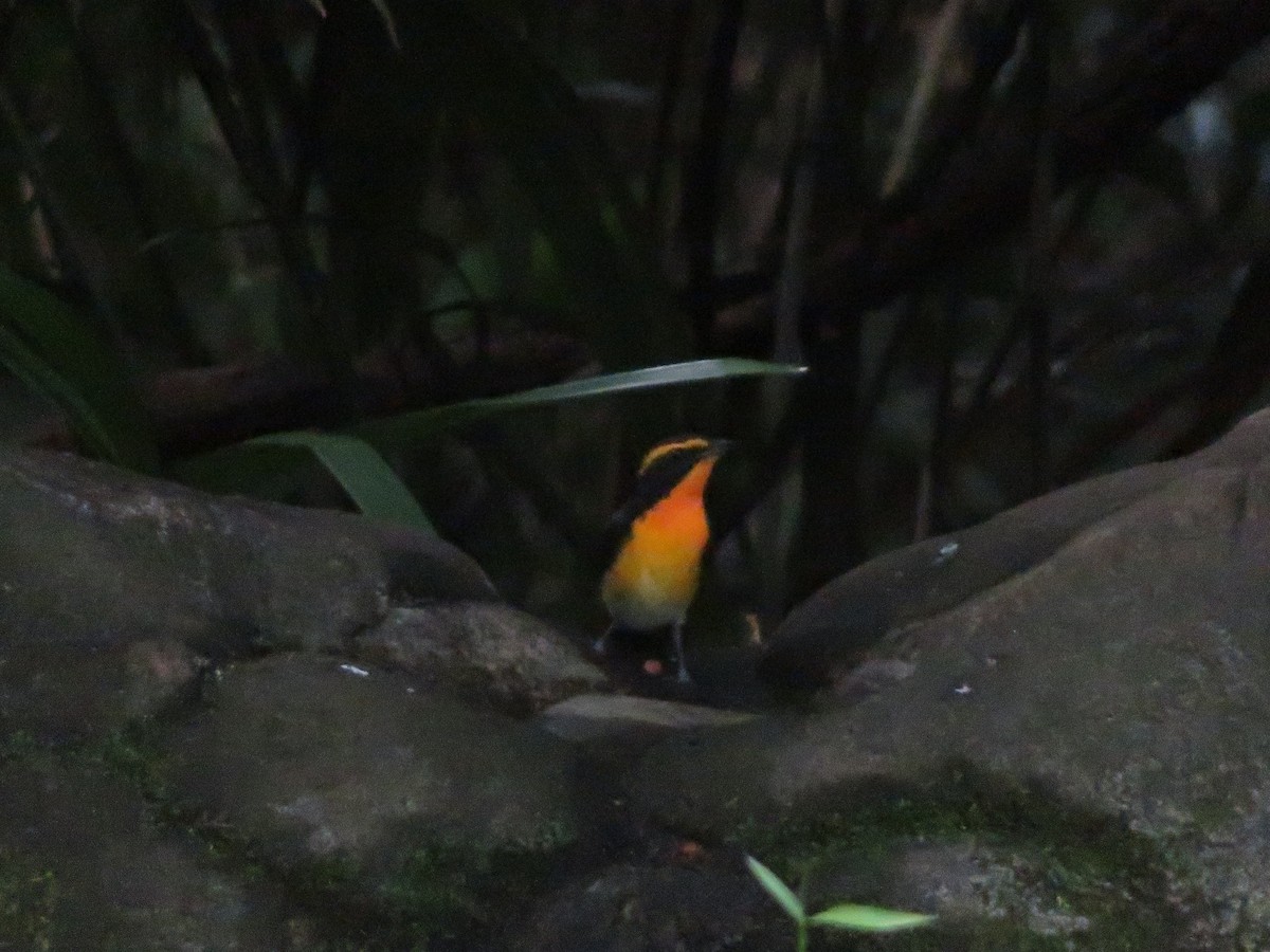 Narcissus Flycatcher - ML643745507