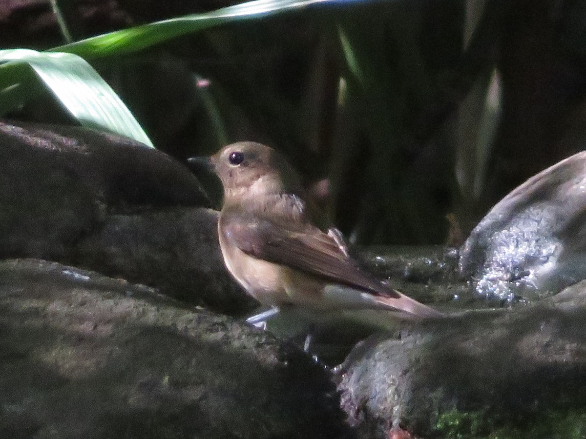 Narcissus Flycatcher - ML643745514