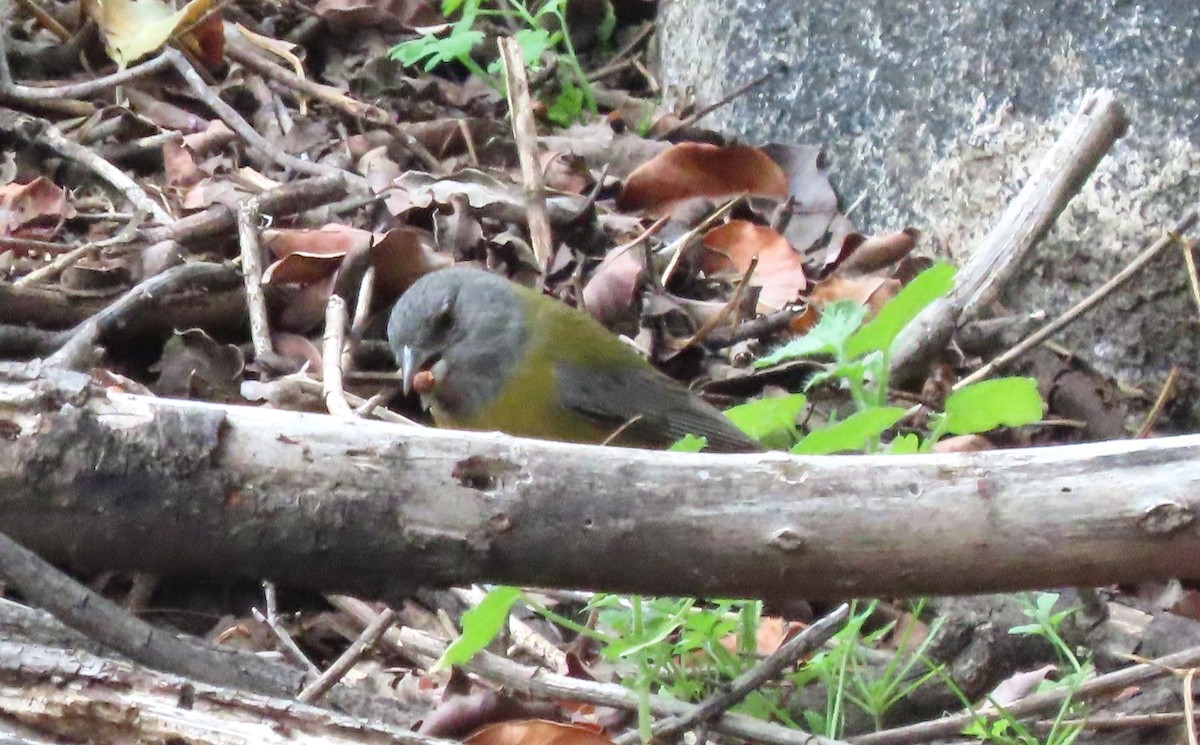 Gray-hooded Sierra Finch - ML643745531
