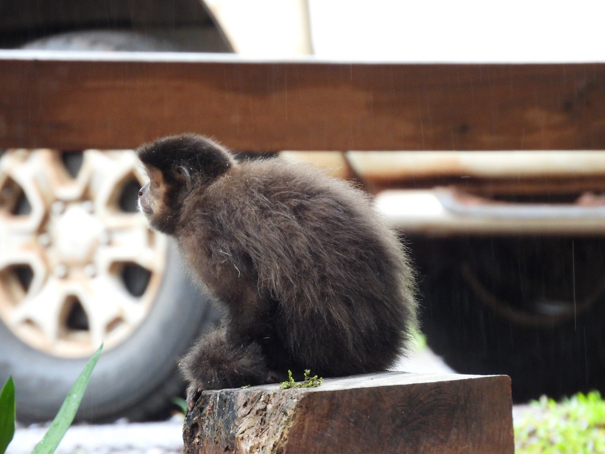 Black capuchin - ML643745543