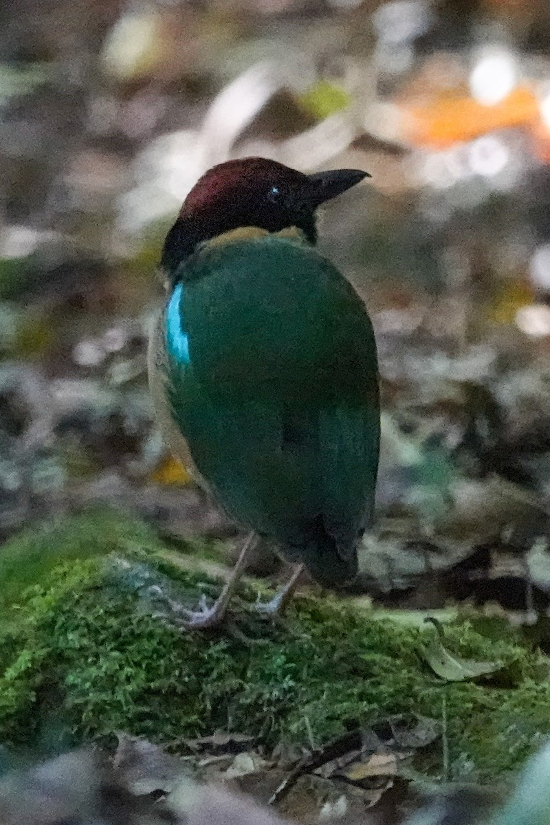 Noisy Pitta - ML643745606