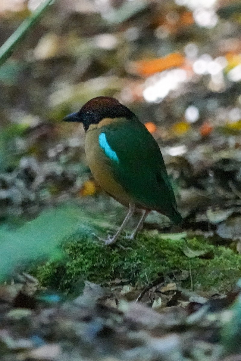 Noisy Pitta - ML643745607