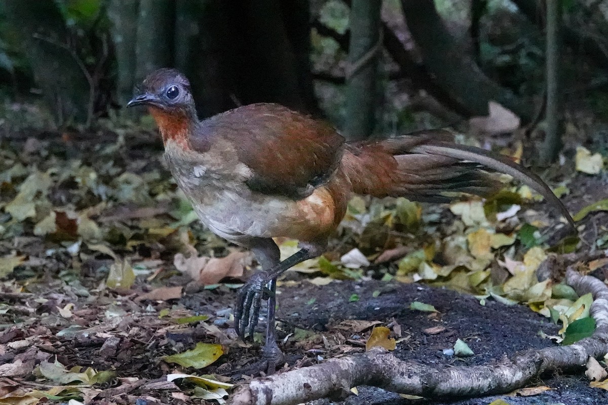 Albert's Lyrebird - ML643745610