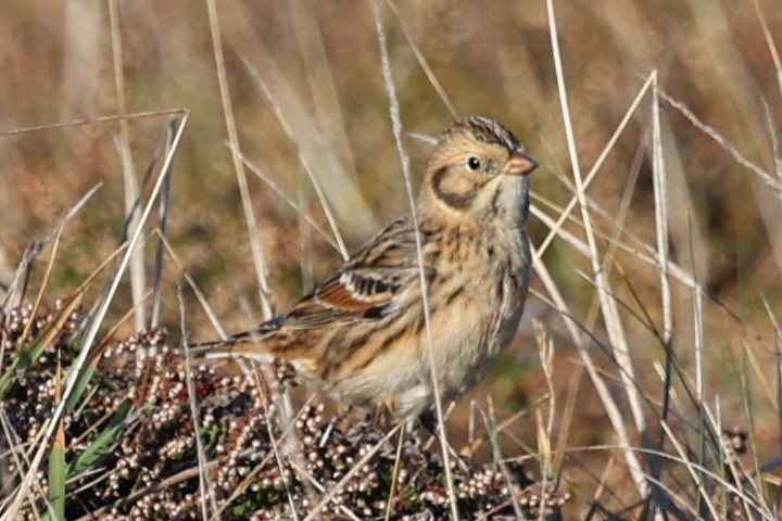 Lapland Longspur - ML643745617