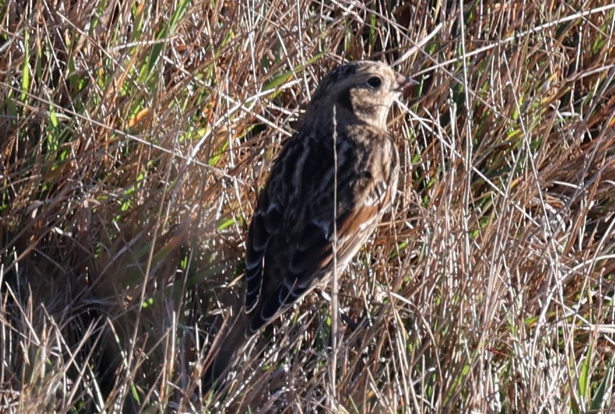 Lapland Longspur - ML643745618