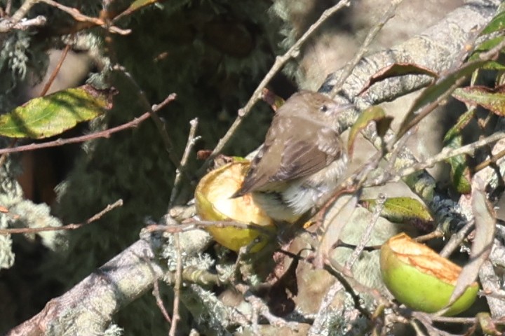 Garden Warbler - ML643745638
