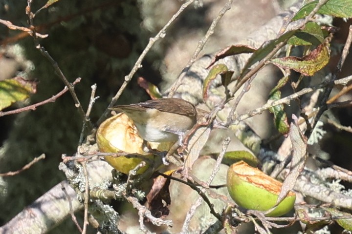 Garden Warbler - ML643745639