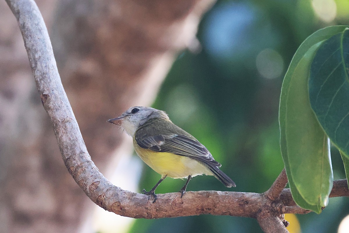 Lemon-bellied Flyrobin - ML643745644