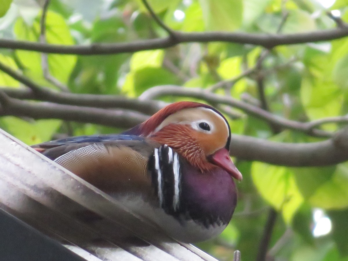 Mandarin Duck - ML643745646