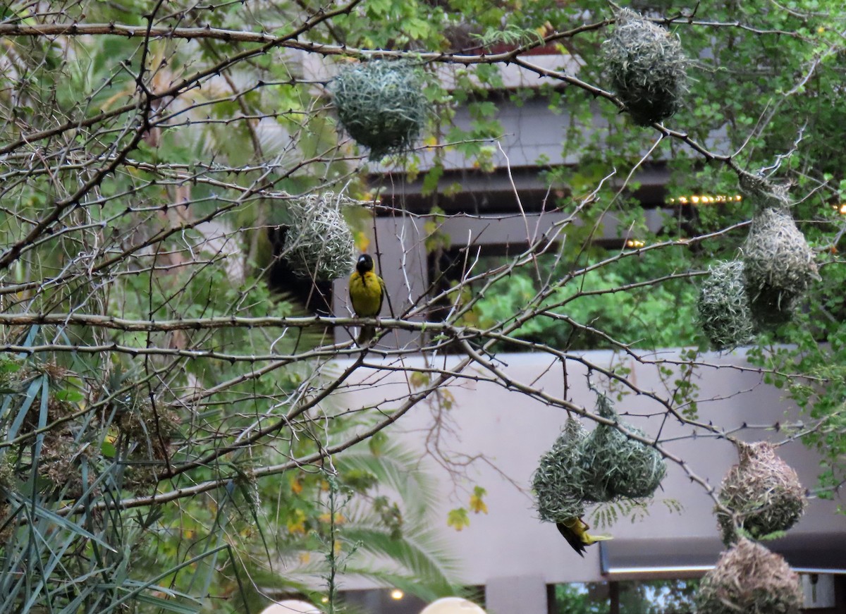 Village Weaver - ML643745647