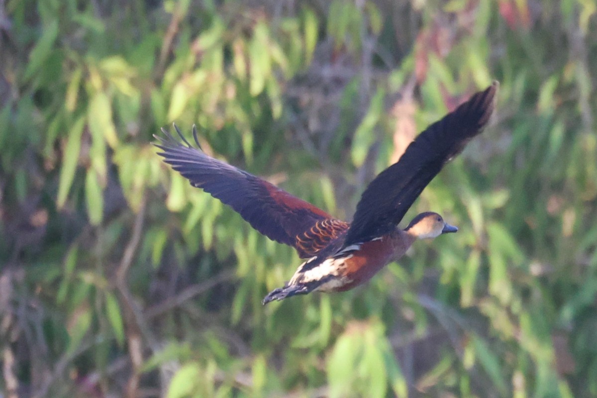 Wandering Whistling-Duck - ML643745648