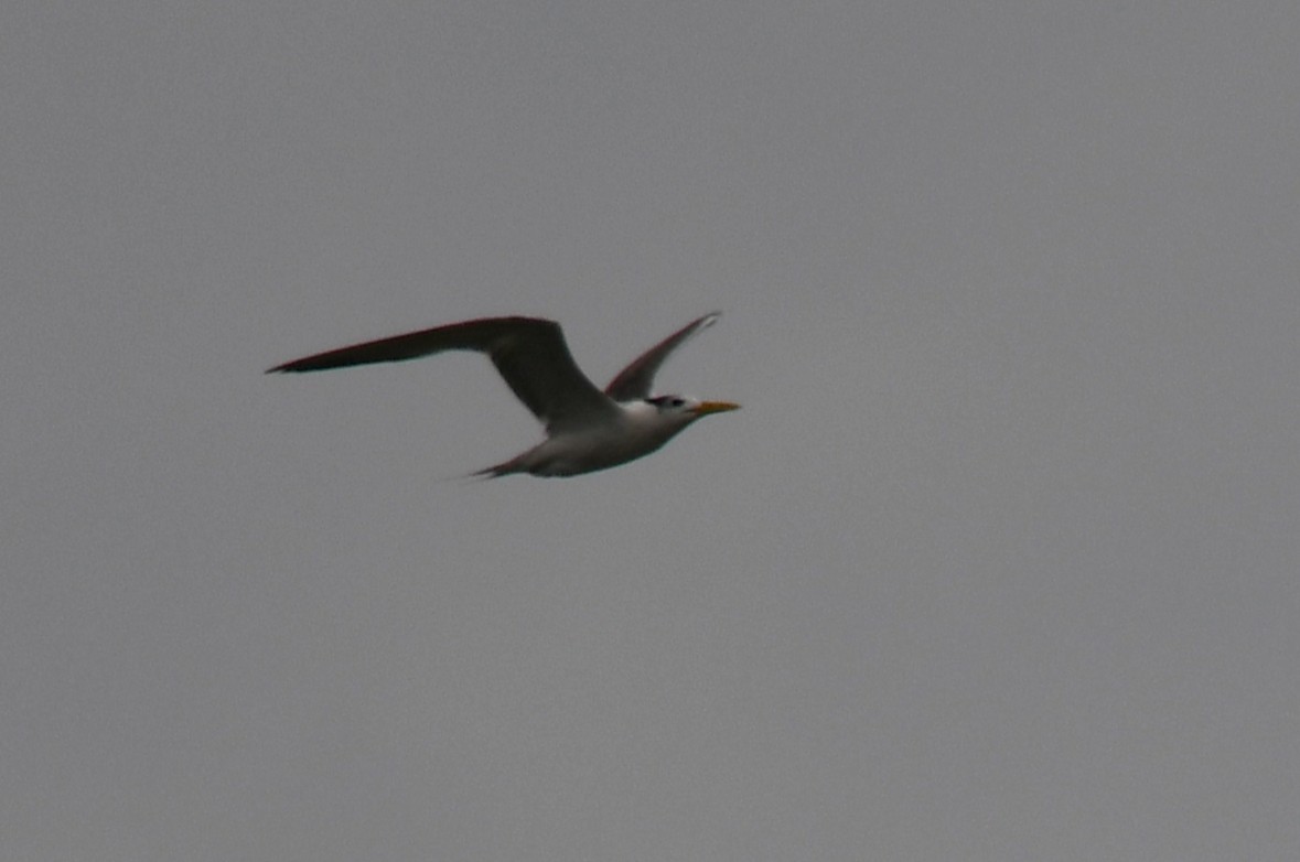 Lesser Crested Tern - ML643745649