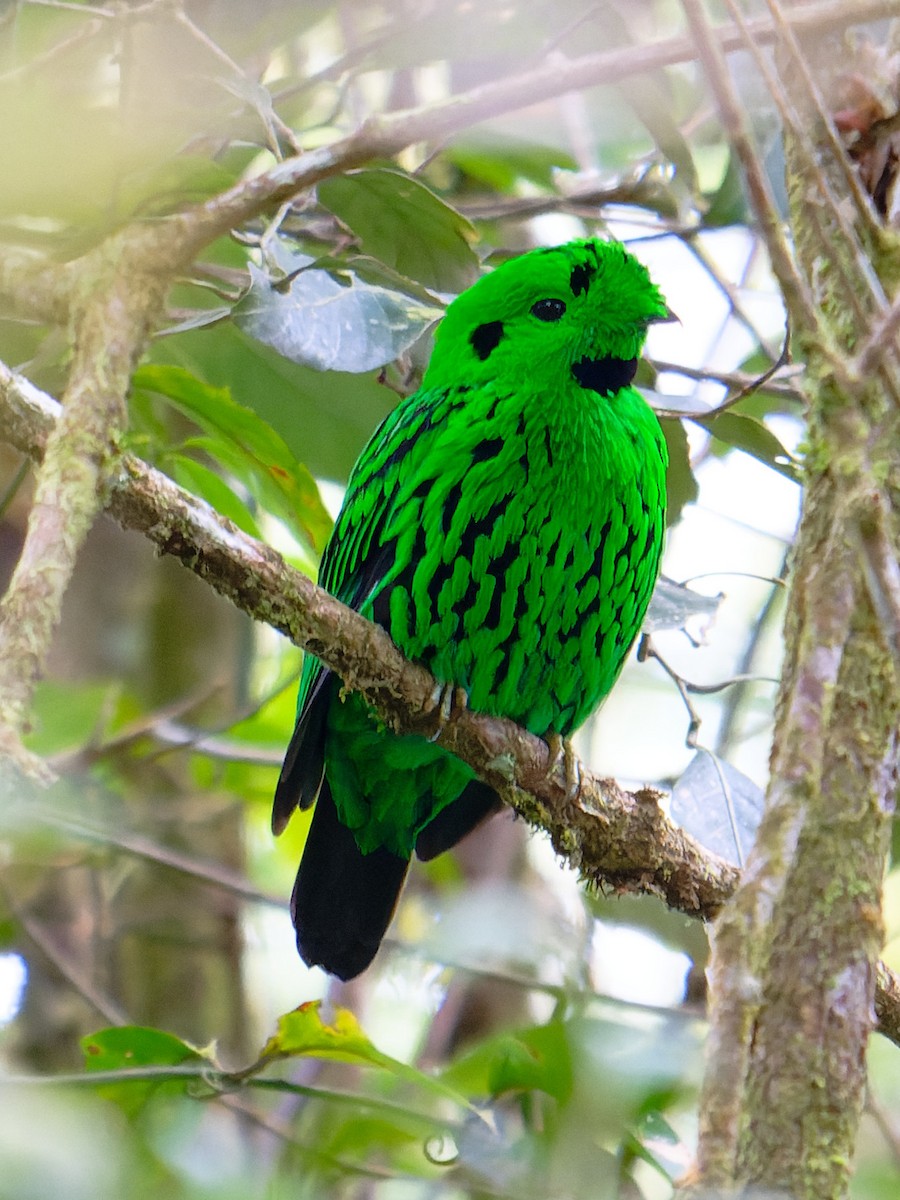 Whitehead's Broadbill - ML643745650