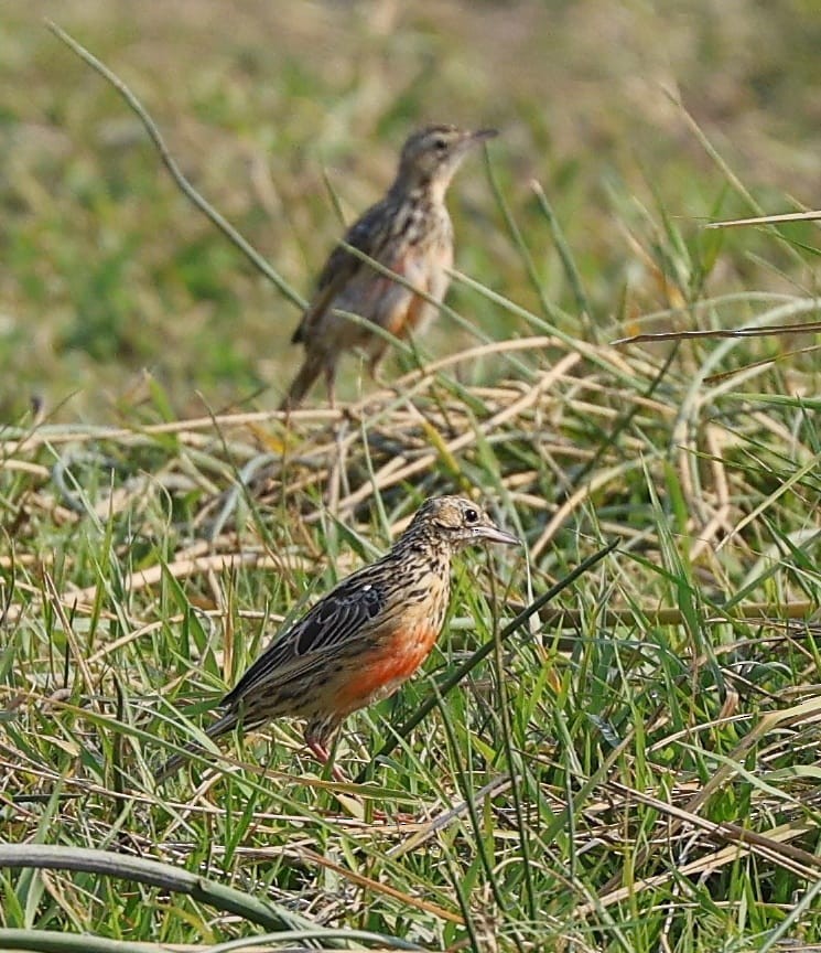 Rosy-throated Longclaw - ML643745653