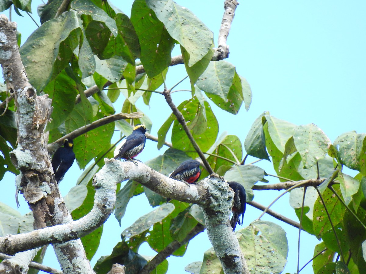 Yellow-tufted Woodpecker - ML643745654