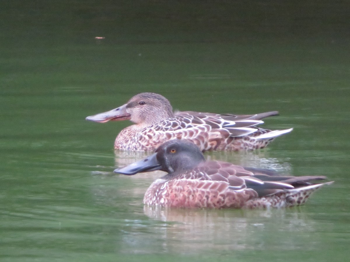 Northern Shoveler - ML643745655