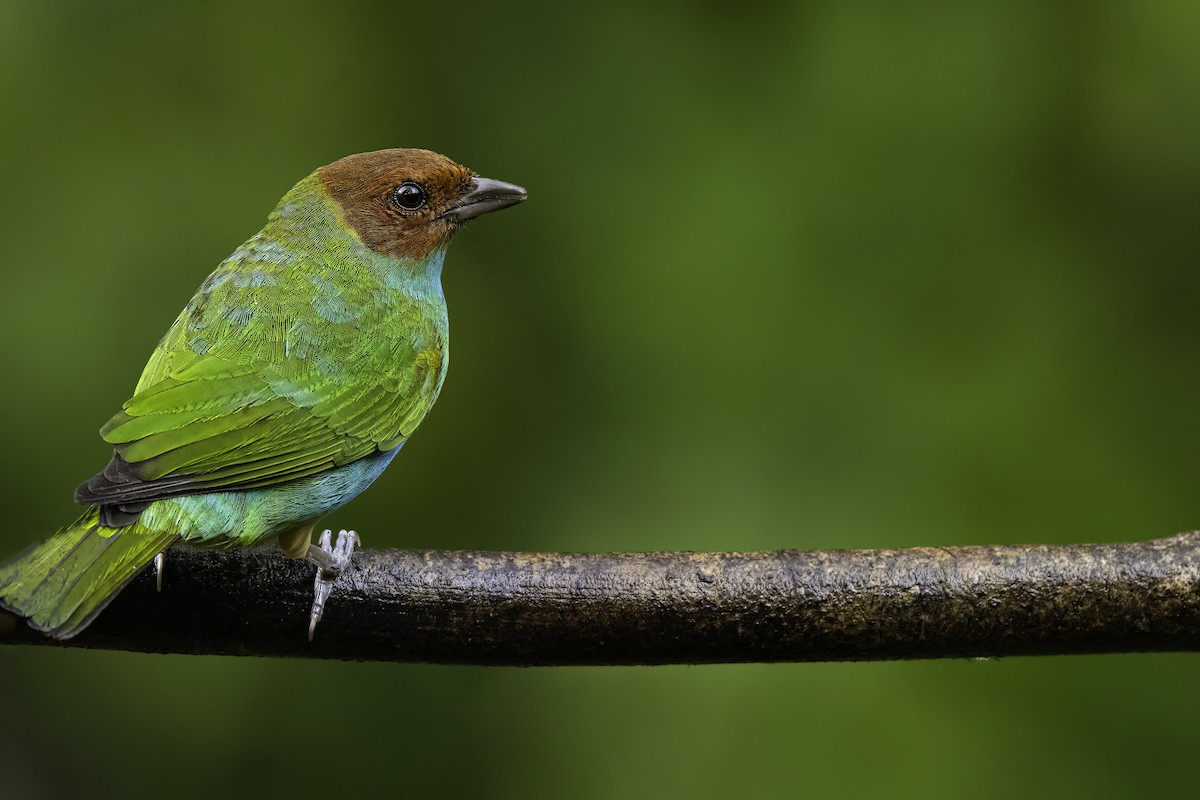 Bay-headed Tanager - ML643745656