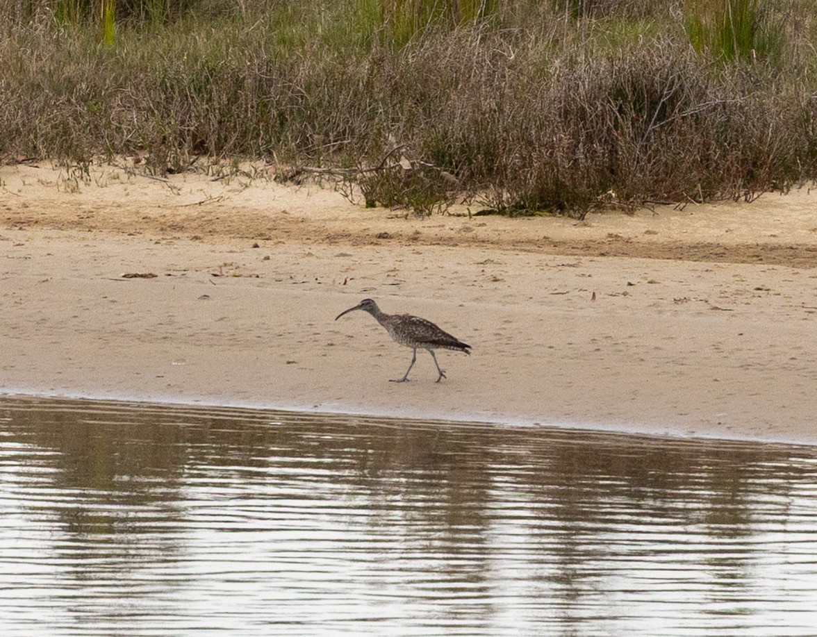 Whimbrel - ML643745658