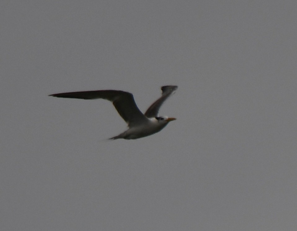 Lesser Crested Tern - ML643745659
