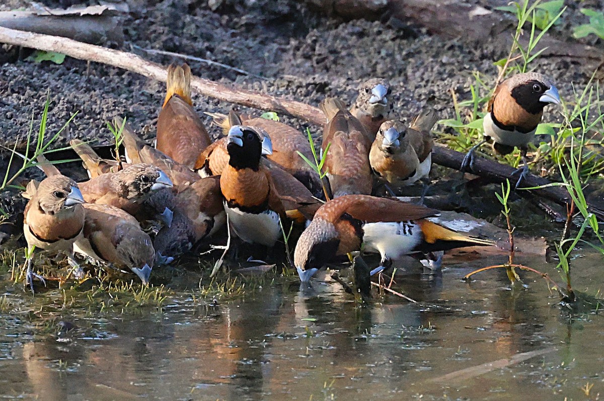 Chestnut-breasted Munia - ML643745660