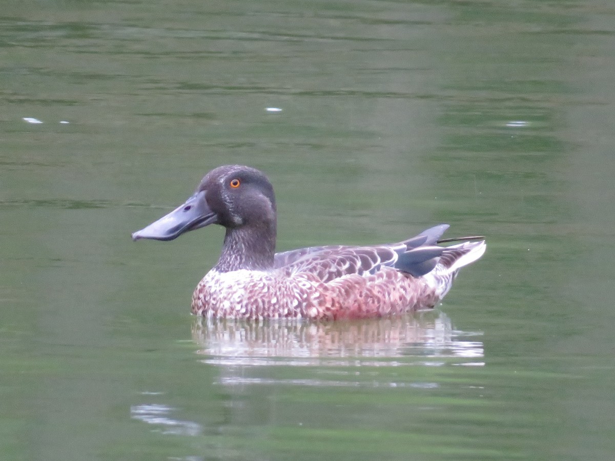 Northern Shoveler - ML643745661