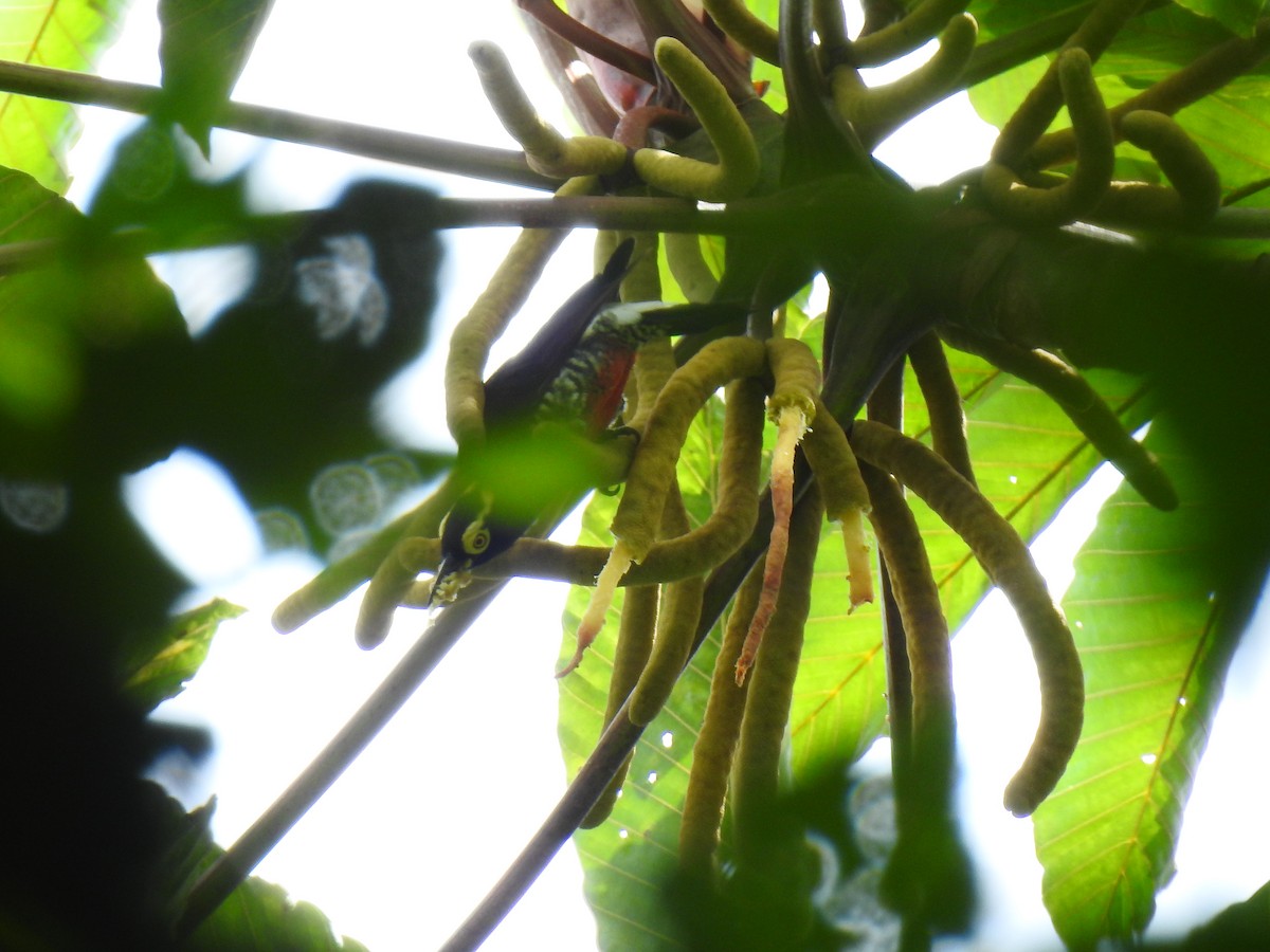 Yellow-tufted Woodpecker - ML643745662