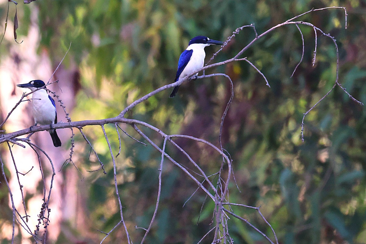 Forest Kingfisher - ML643745664