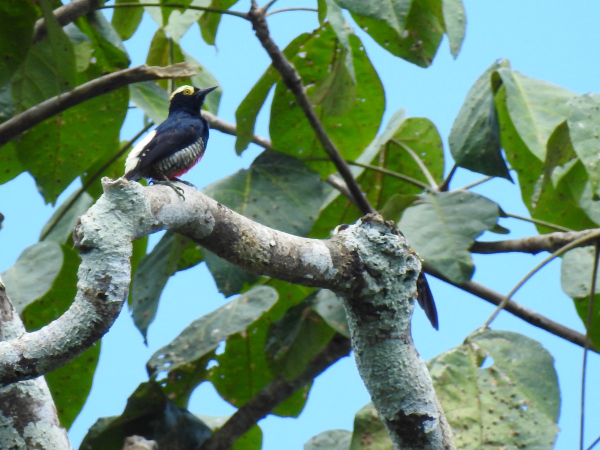 Yellow-tufted Woodpecker - ML643745665