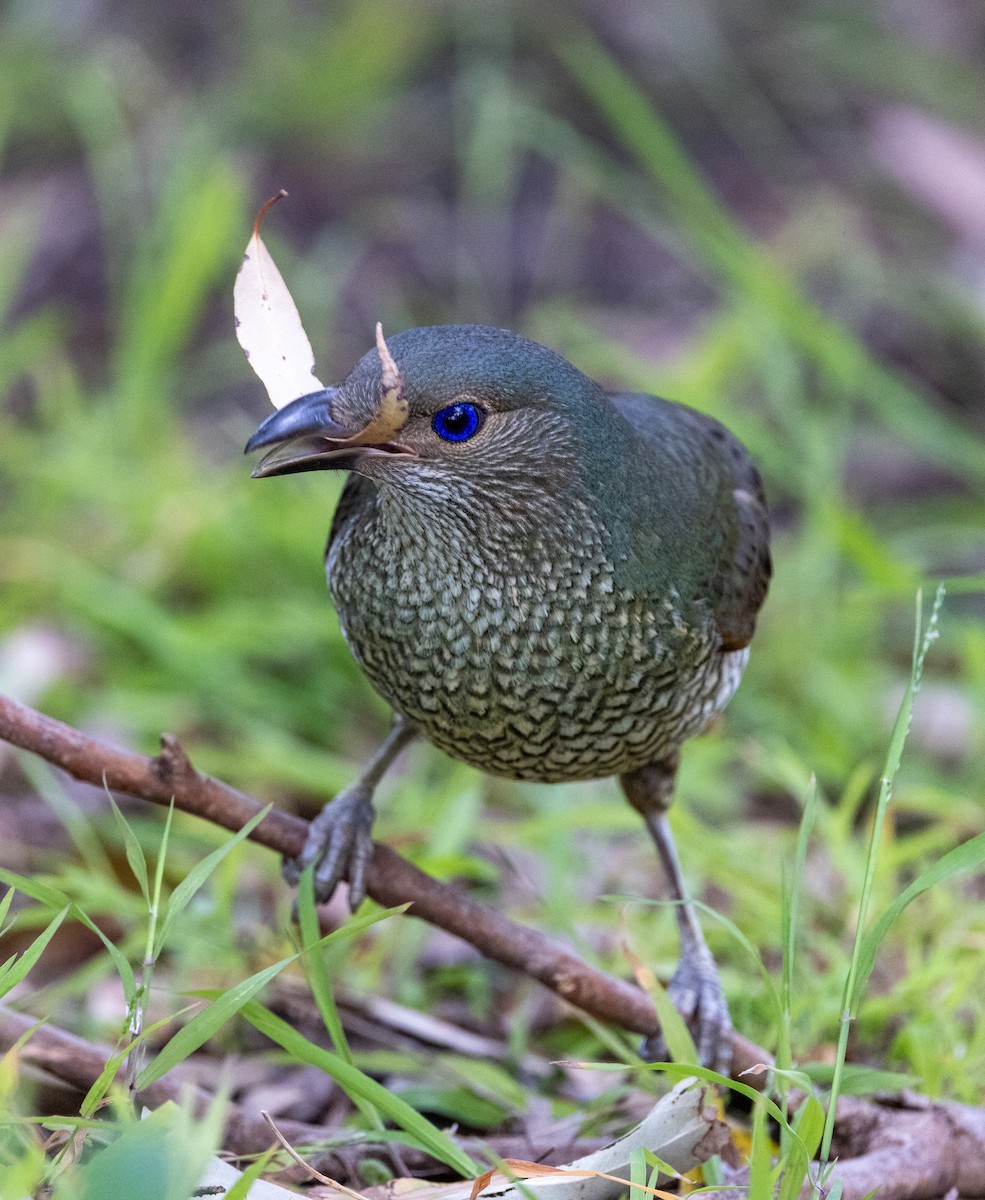 Satin Bowerbird - ML643745666