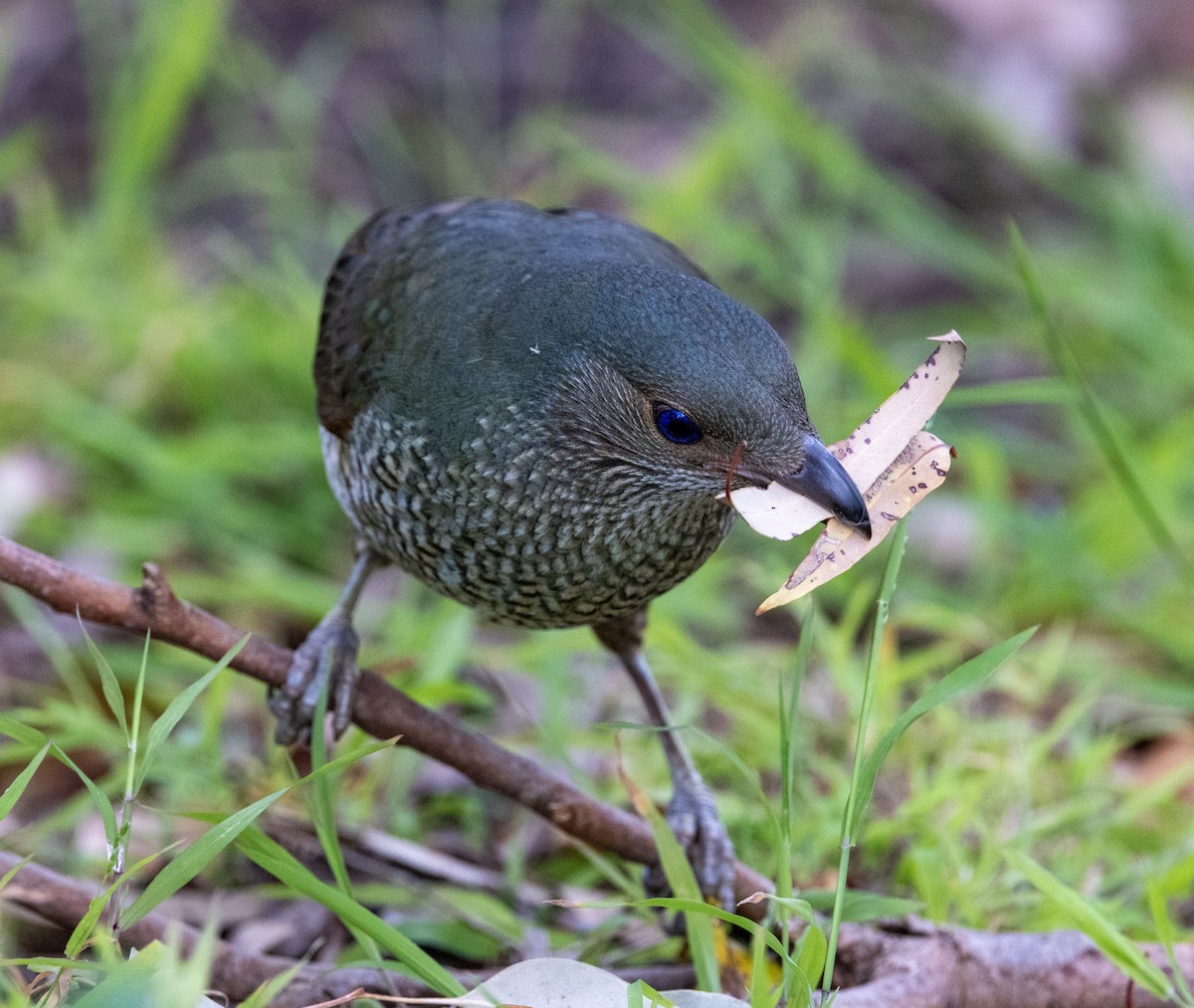 Satin Bowerbird - ML643745667