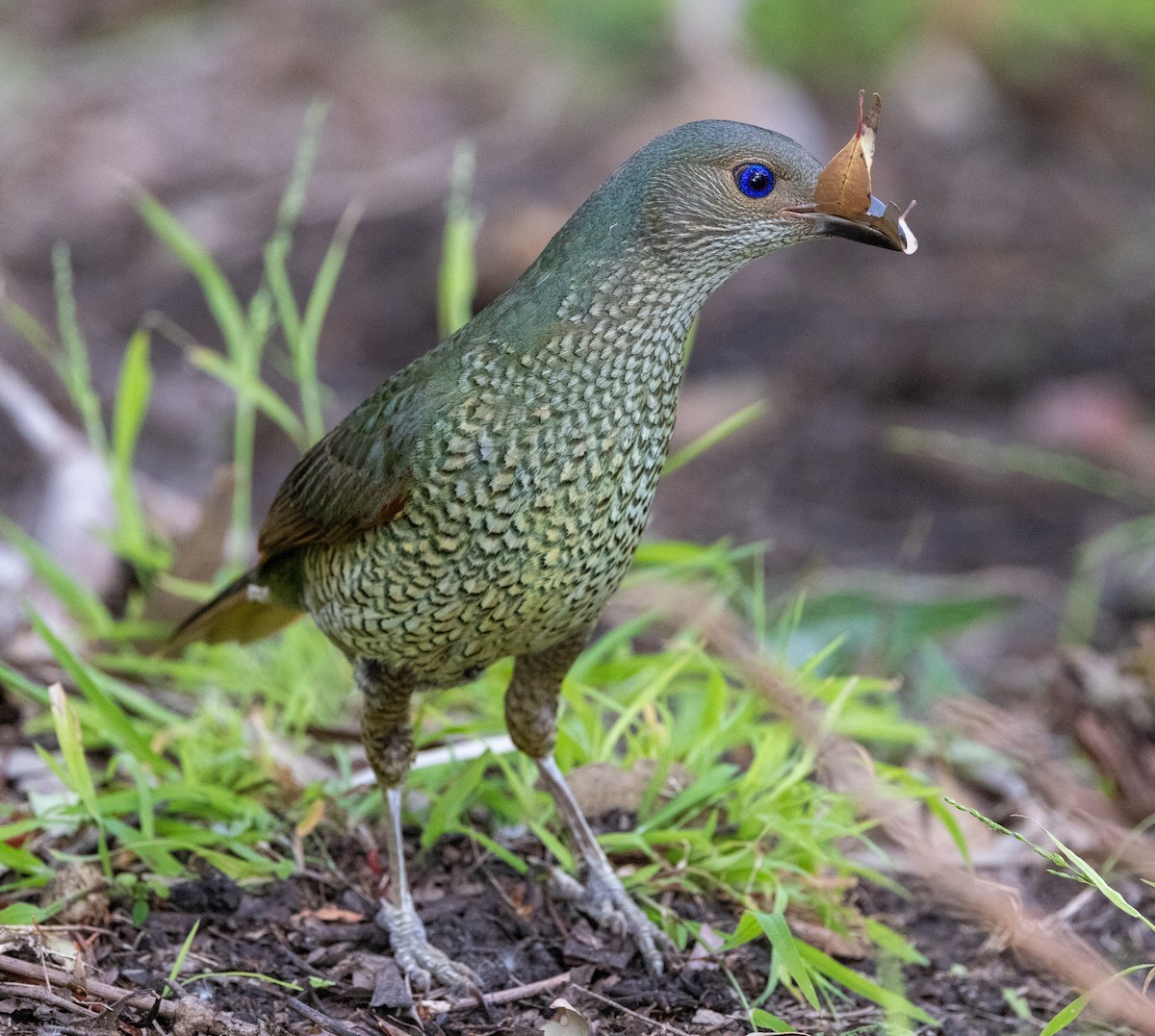 Satin Bowerbird - ML643745668