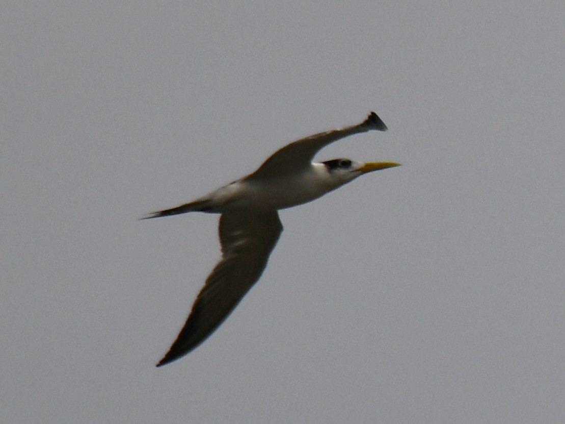 Great Crested Tern - ML643745669