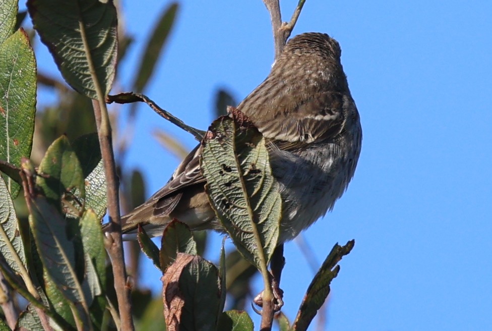 Common Rosefinch - ML643745671