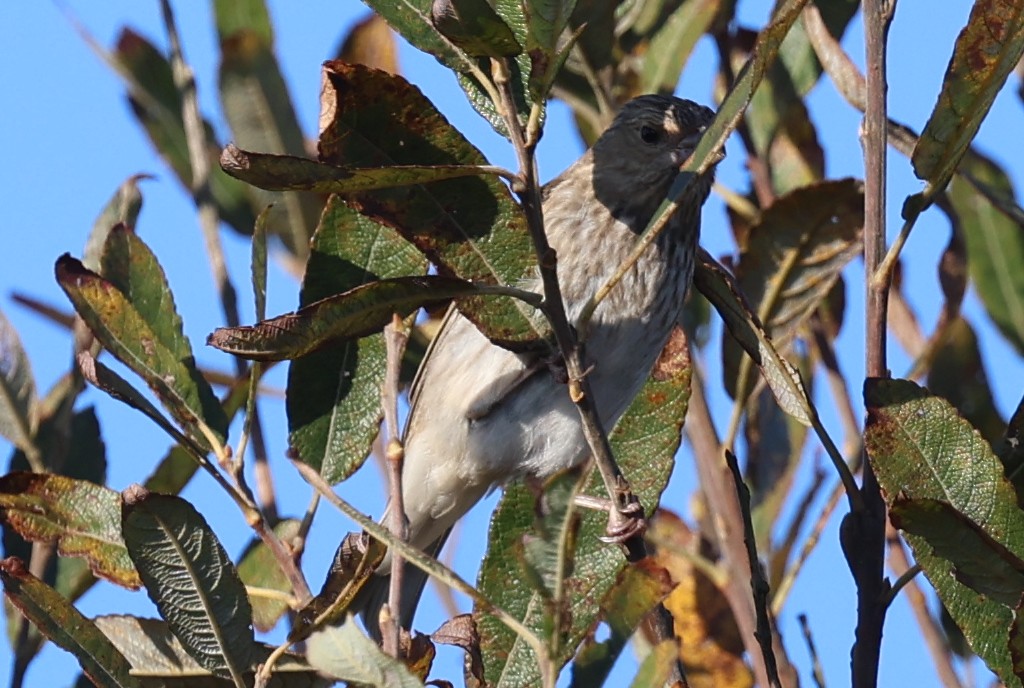 Common Rosefinch - ML643745672
