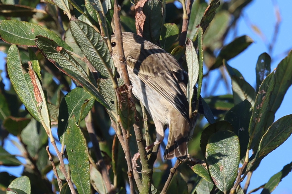 Common Rosefinch - ML643745673