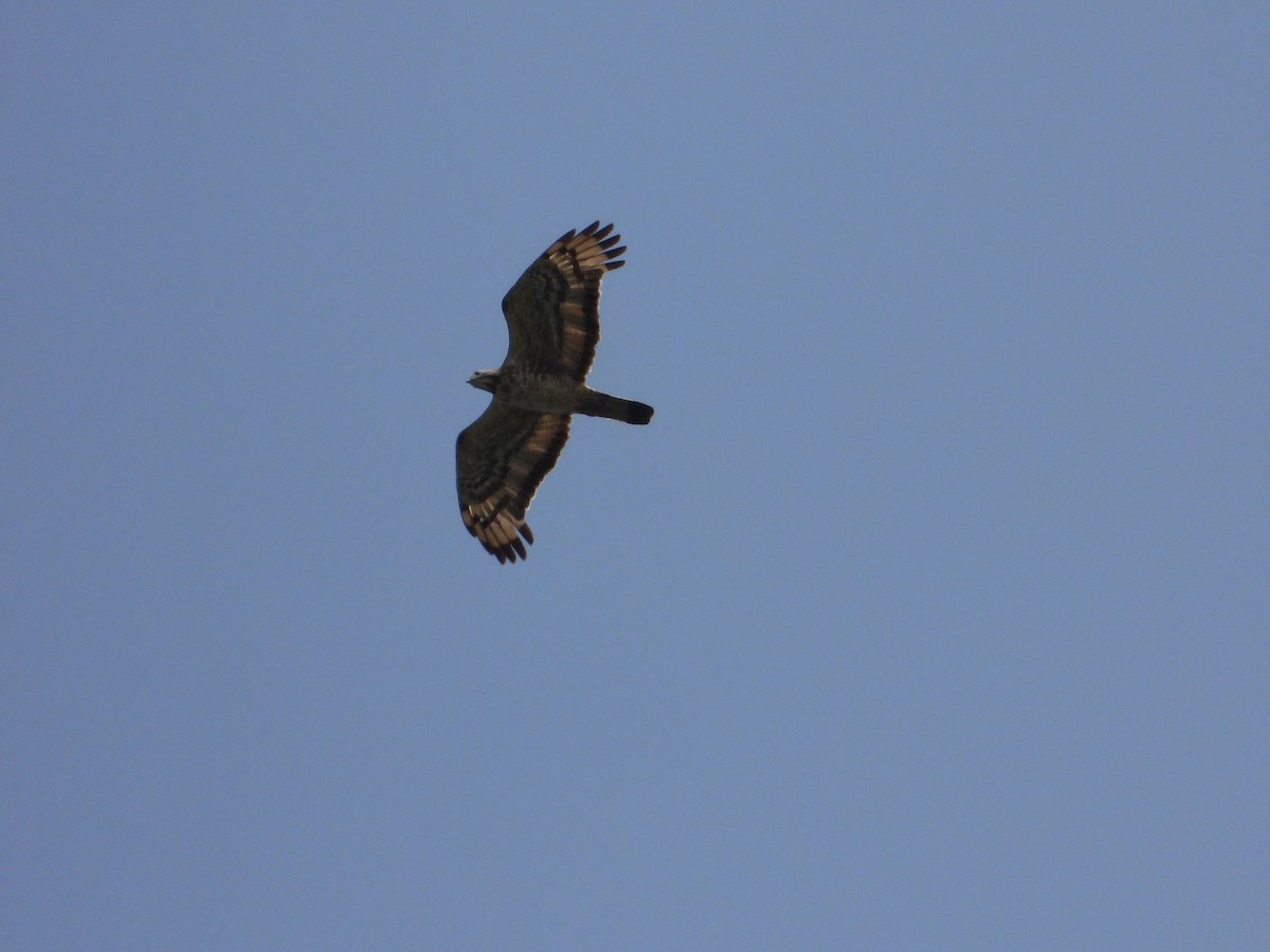 Oriental Honey-buzzard - ML643745674