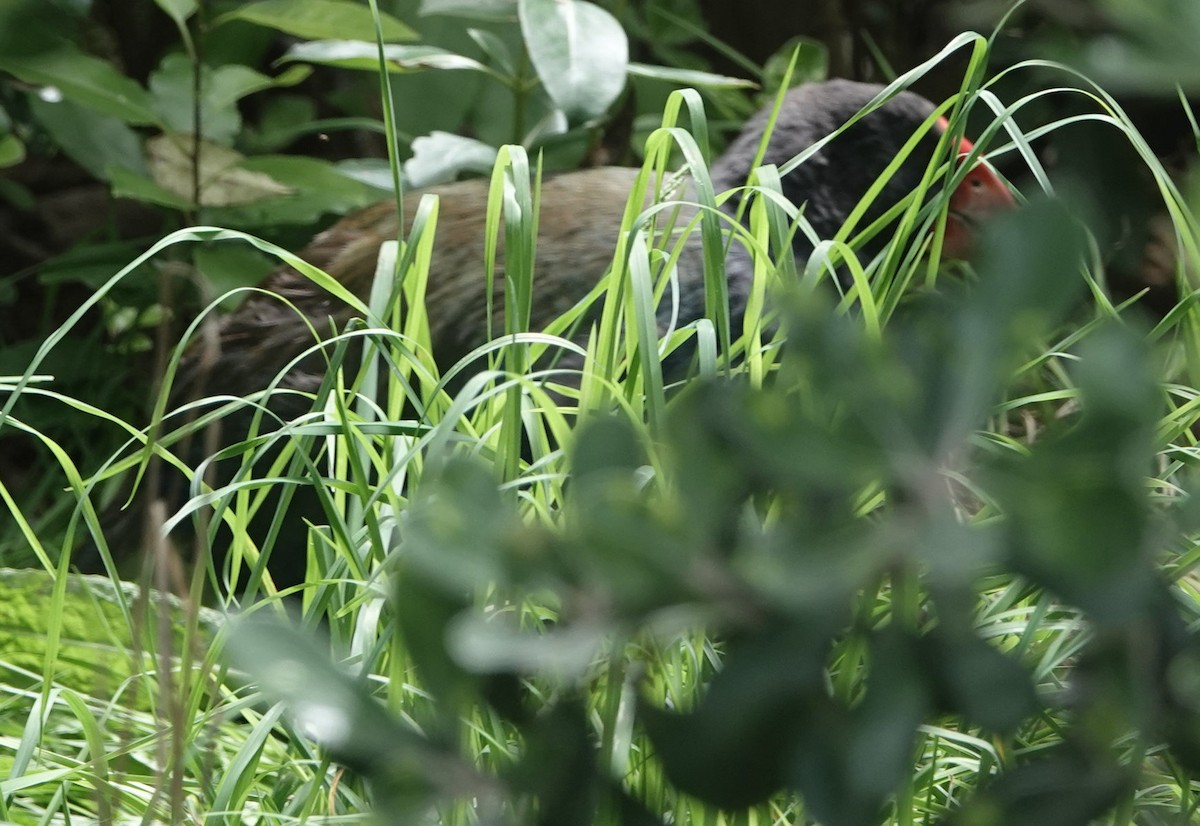 South Island Takahe - ML643745675
