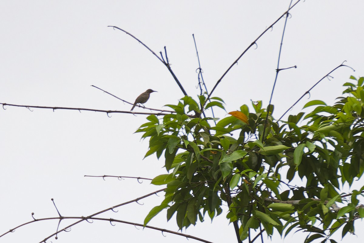 Ruby-throated Myzomela - ML643745676