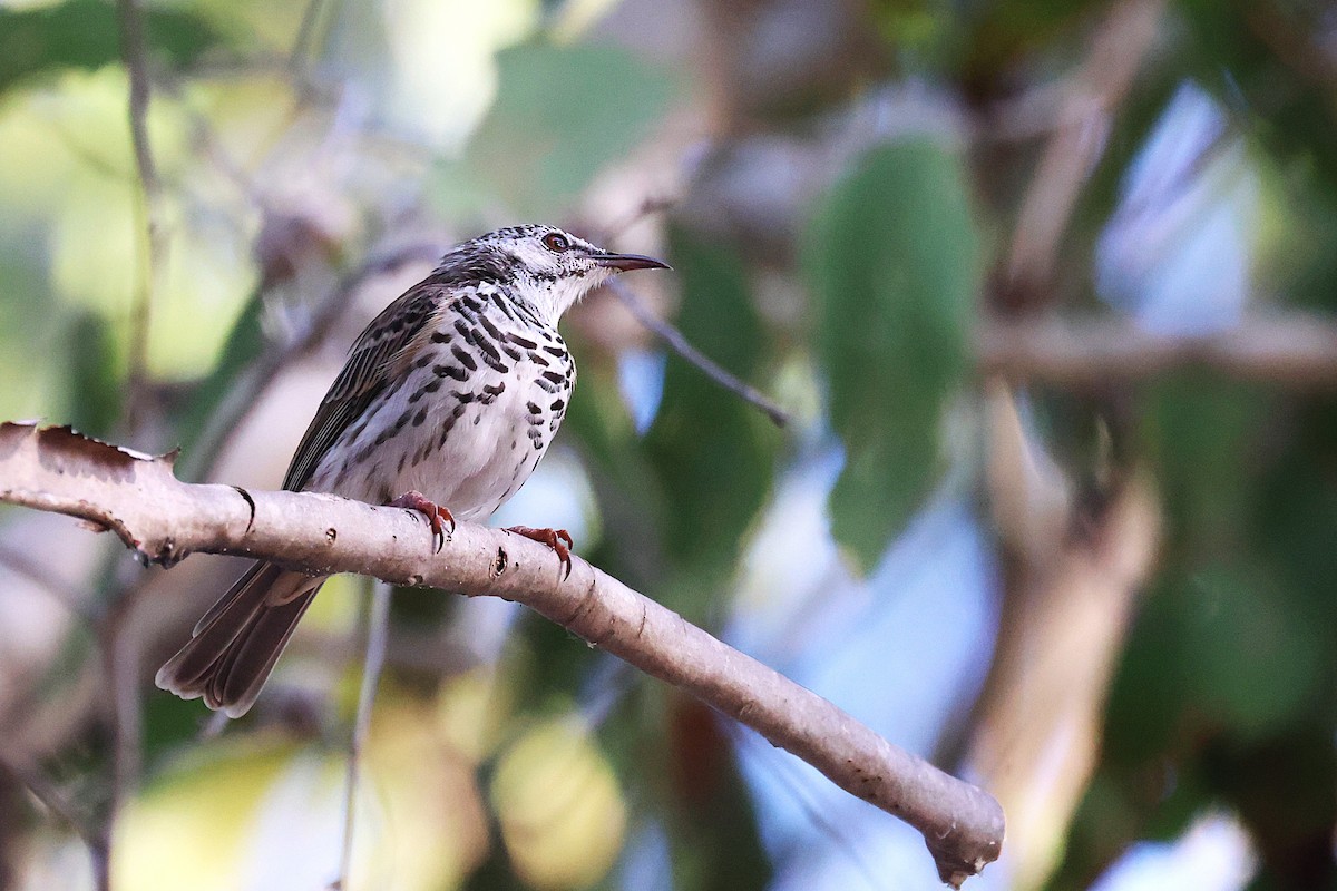 Bar-breasted Honeyeater - ML643745681