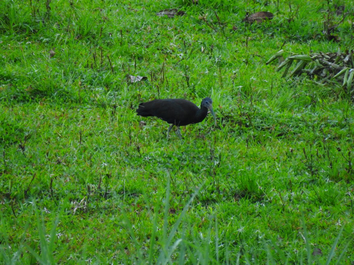 Green Ibis - ML643745683