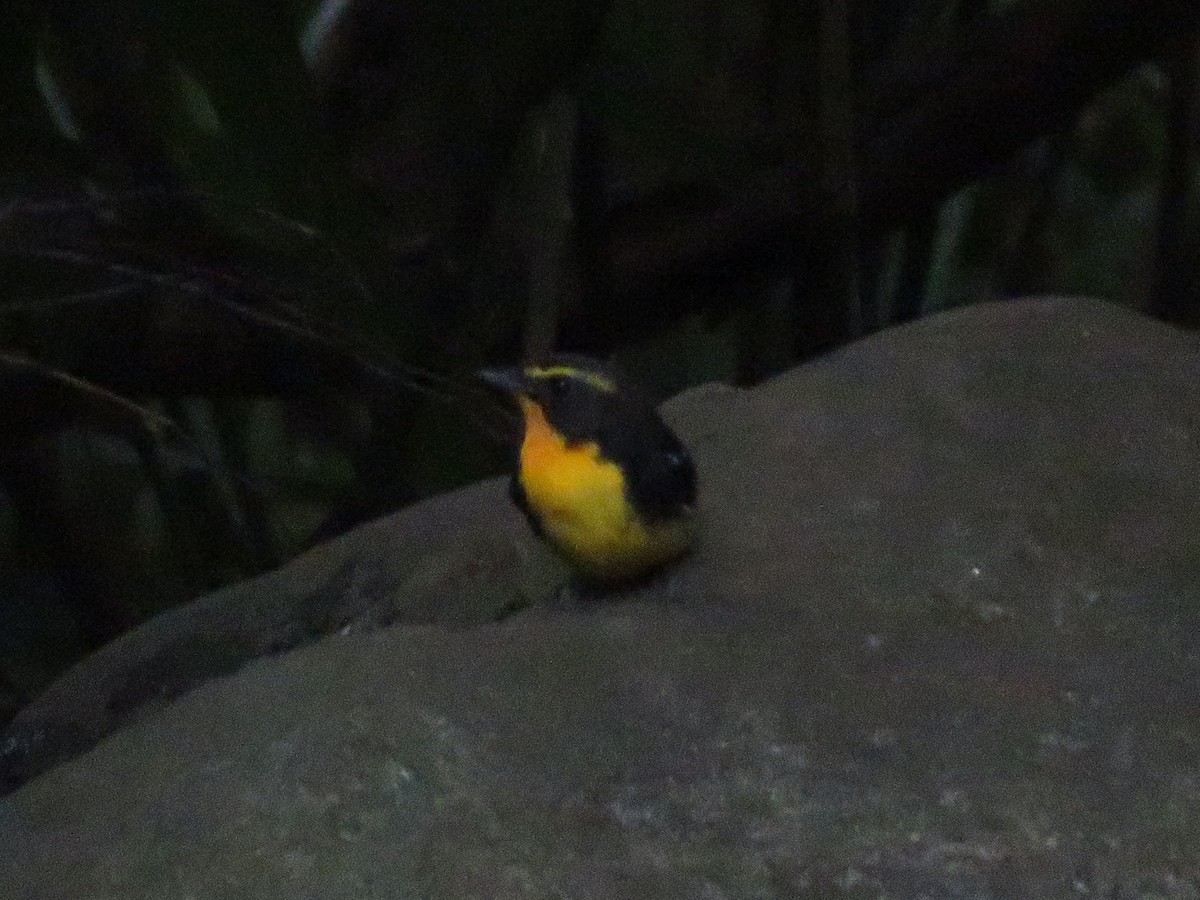 Narcissus Flycatcher - ML643745684