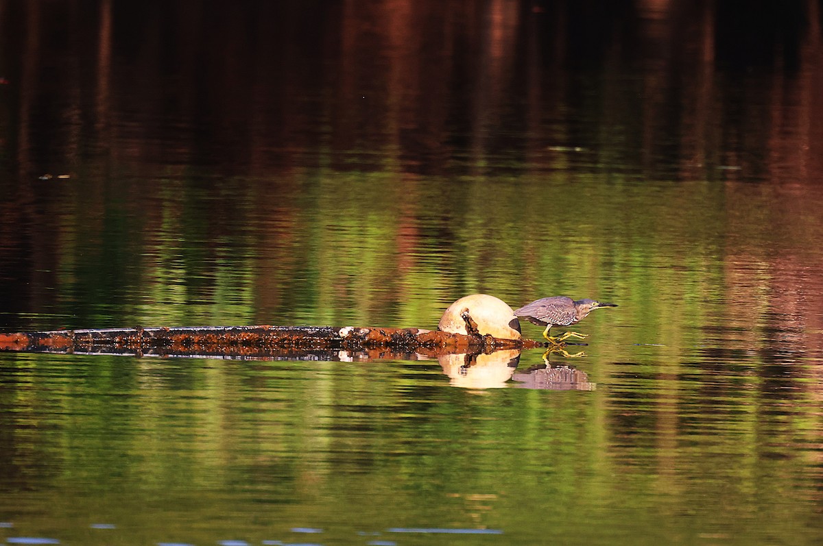 Striated Heron (Old World) - ML643745690